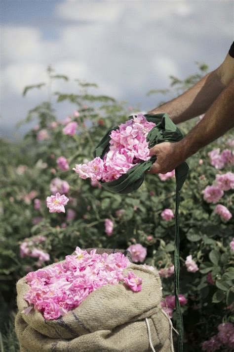 Les champs de fleurs Chanel à Grasse, comme si vous y étiez